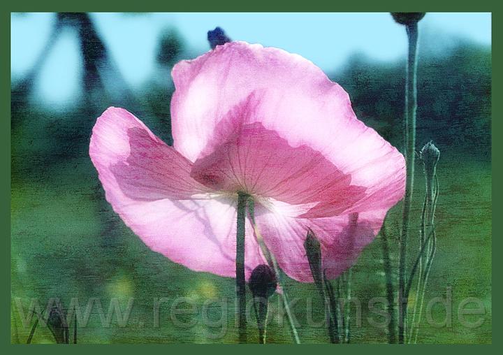 Provence-Mohn 14.jpg